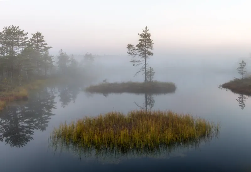 Turbera cubierta de niebla con árboles reflejados en el agua · Abrget47j · CC BY-SA 3.0