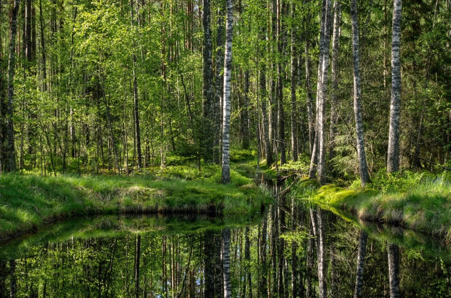 Río de bosque con los árboles reflejados en el agua quieta · Amadvr · CC BY-SA 3.0 ee