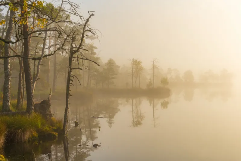 Bosque y agua quieta en la niebla al amanecer · Abrget47j · CC BY-SA 3.0
