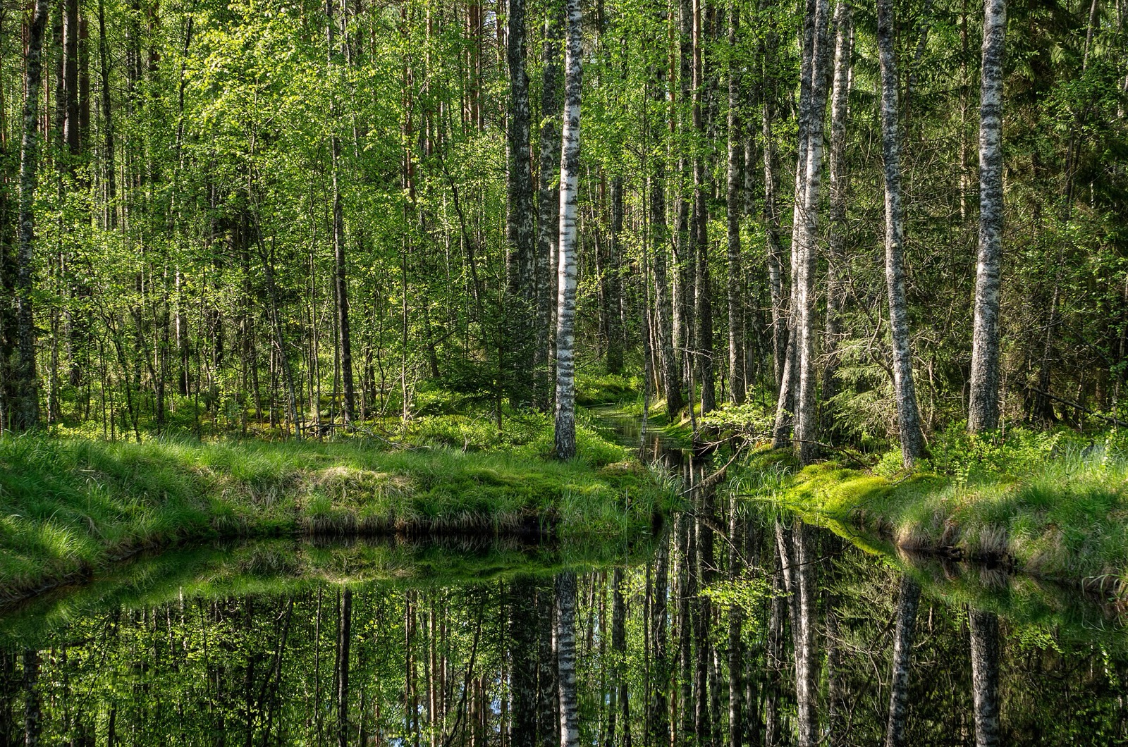 Un bosque